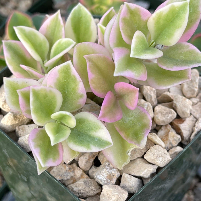 Close-up of a small Aptemia cordifolia variegata in a square pot, showing green and pink leaves with light pebbles around the base.