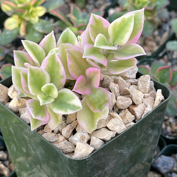 Aptemia cordifolia variegata succulent with green and pink-edged leaves in a green pot with light rocks and blurred background plants.