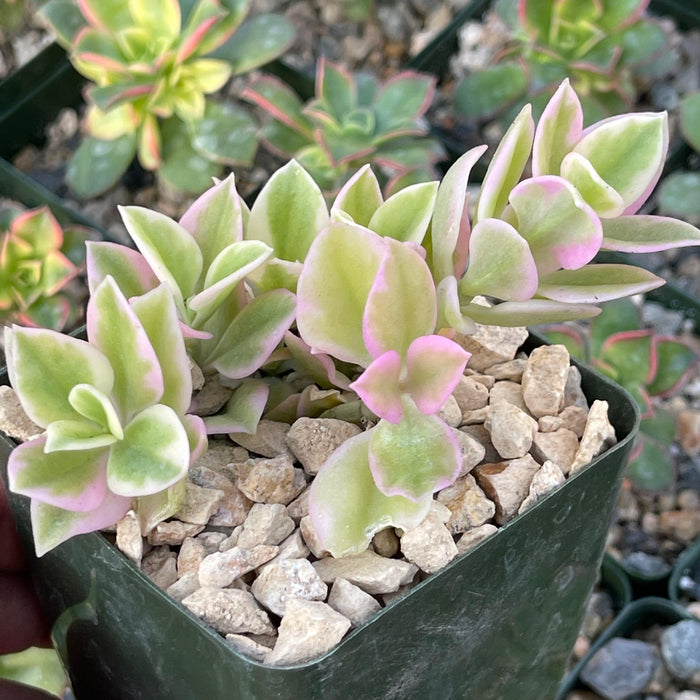 Aptemia cordifolia variegata, a compact succulent with green and pale pink leaves in a square pot with light gravel, among other succulents.