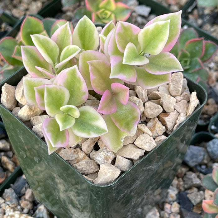 Aptemia cordifolia variegata succulent with green, cream, and pink-edged leaves in a square green pot filled with light gravel.