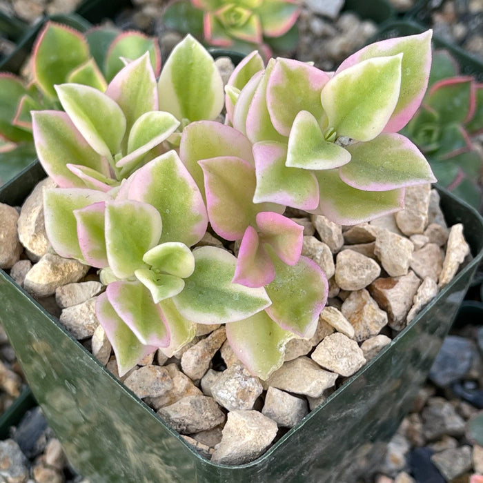 Aptemia cordifolia variegata succulent with green and pale pink leaves edged in white in a gravel pot, background softly blurred.