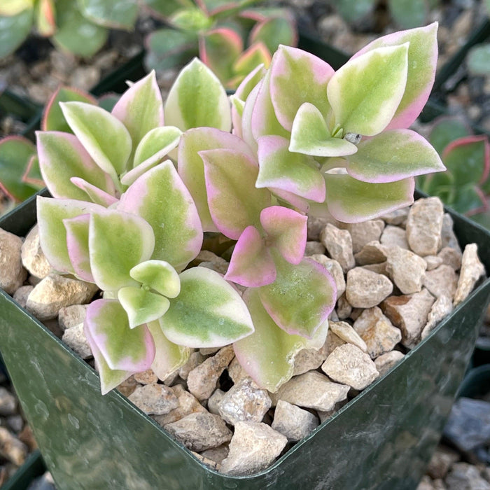 Aptemia cordifolia variegata succulent with green and pink leaves in a square pot of light gravel, shown among other plants.