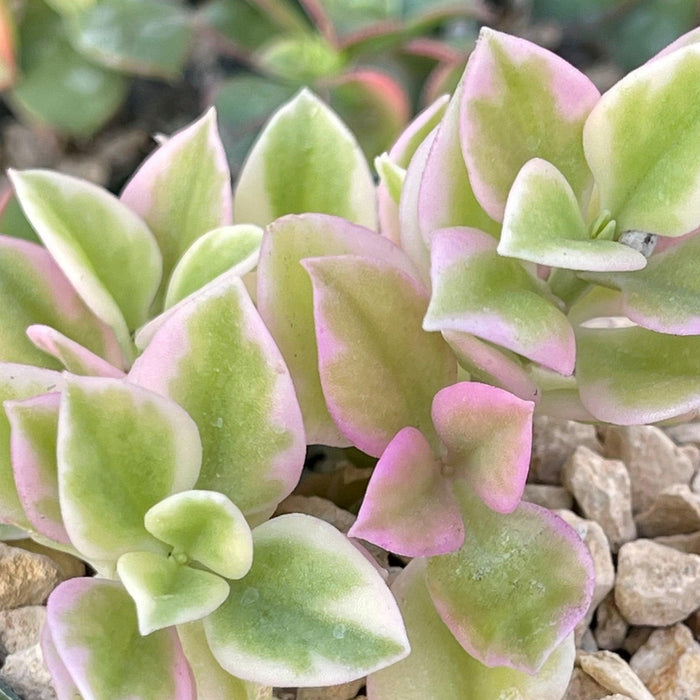 Close-up of Aptemia cordifolia variegata with fleshy green, pink, and cream variegated leaves among small white decorative rocks.