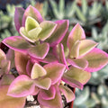 2" Pot