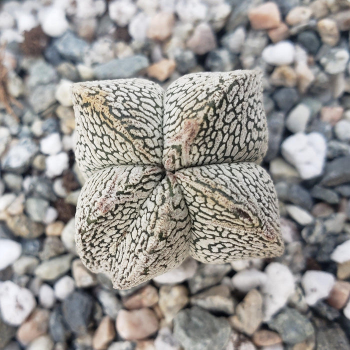 Top view of Astrophytum onzuka showing snowy-white, heavily speckled epidermis and intricate markings on gravel