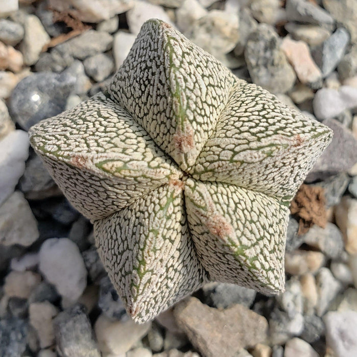 Astrophytum onzuka succulent with distinctive speckled patterns, displayed on a rocky surface—ideal for collectors and enthusiasts.