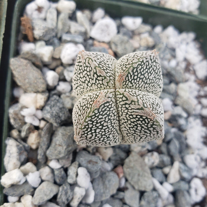 Close-up top view of an Astrophytum onzuka succulent with white speckled patterns, set among gray and white rocks in a planter.