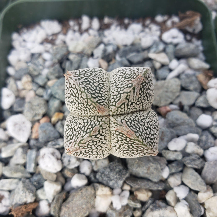Top view of an Astrophytum onzuka, a rare four-lobed succulent with speckled skin in a pot filled with white and gray pebbles.