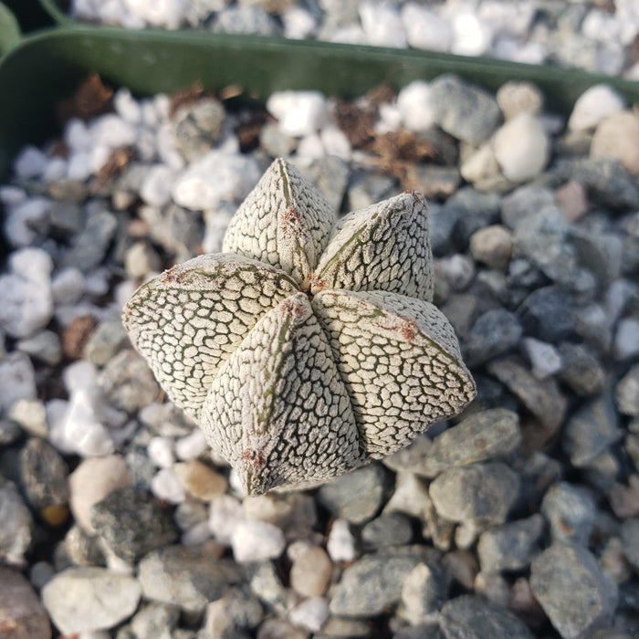 Close-up of an Astrophytum onzuka cactus with white and green speckled skin, nestled among gray and white pebbles in a pot.