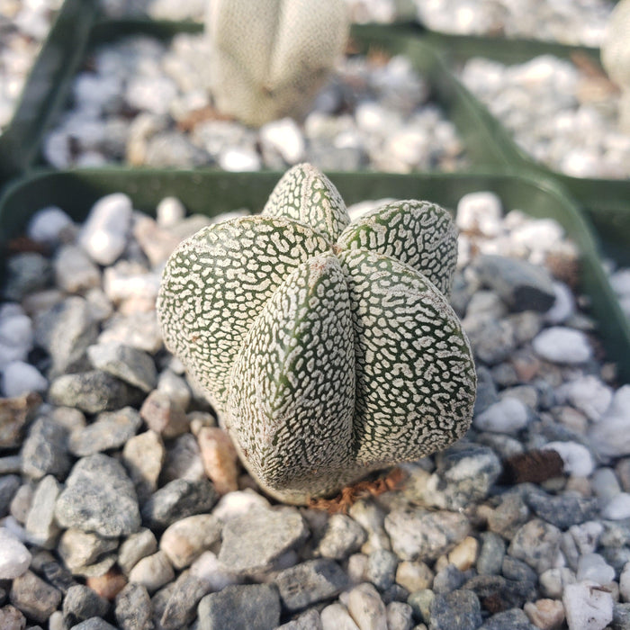 Astrophytum onzuka, a rare succulent, shown growing on rugged rocks and thriving in its natural environment.