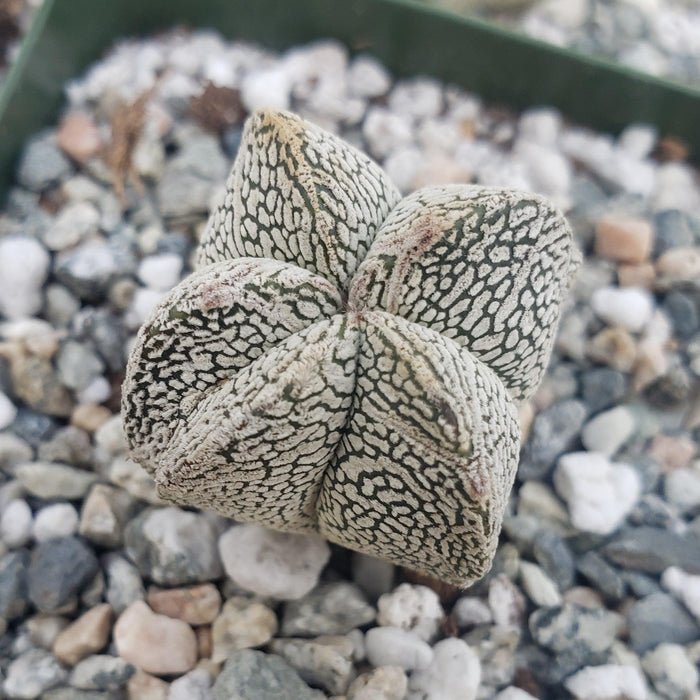 Close-up of Astrophytum onzuka cactus, featuring green and white speckled skin, nestled among pebbles in a container.