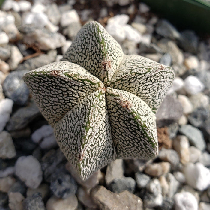 Close-up of the rare Astrophytum onzuka succulent with star-shaped white and green skin, set among small rocks and gravel.