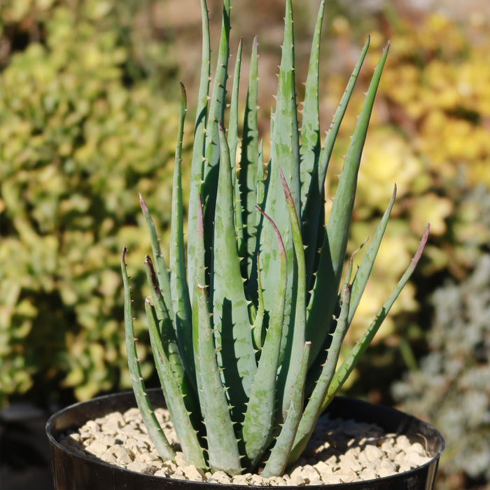 Front view of Aloe Blue Elf showcasing narrow upright gray-blue leaves in a black pot with a garden background