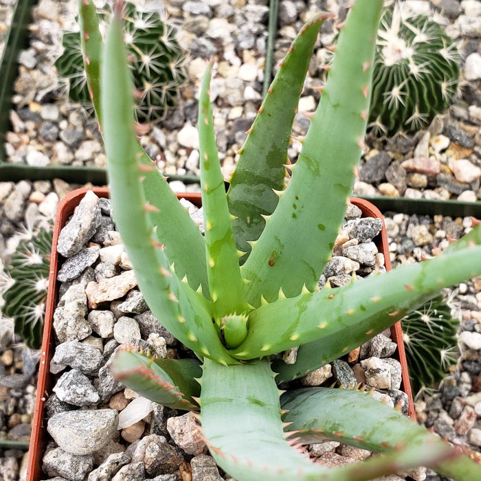 Close-up of a green Aloe Blue Elf aloe in a small pot with rocky soil, surrounded by gravel, cacti, and orange flowers in the background.