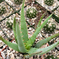 Close-up of Aloe Blue Elf succulent with green, pointed leaves and brown spines, surrounded by cacti in pots and orange flowers.