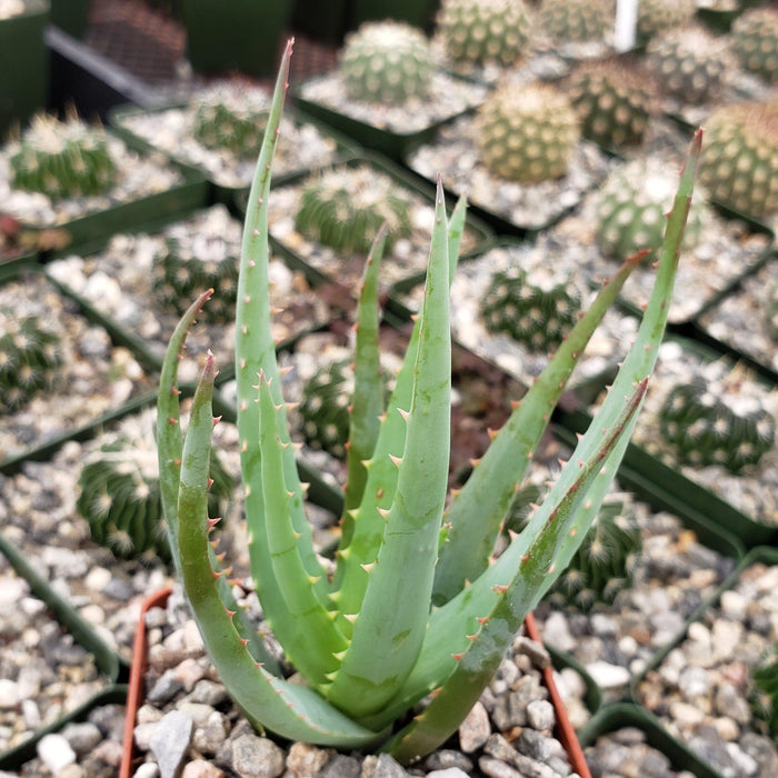Close-up of an Aloe Blue Elf succulent in a small pot with gravel, with blurred cacti and orange flowers in similar pots behind it.