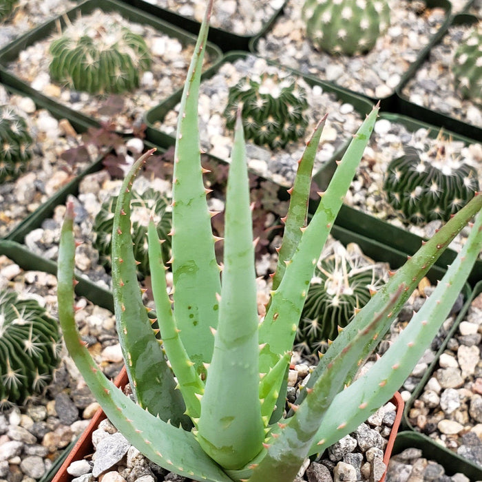 Close-up of an Aloe Blue Elf succulent with long, pointed green leaves in a pot, with small potted cacti on pebbles in the background.