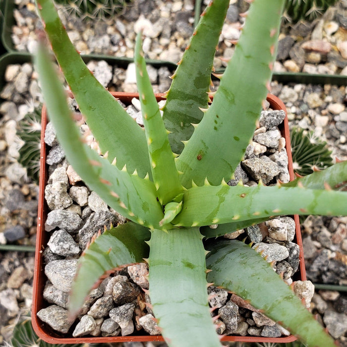 Top view of Aloe Blue elf succulent with spiky green leaves in a square pot of rocks, surrounded by gravel and bright orange flowers.