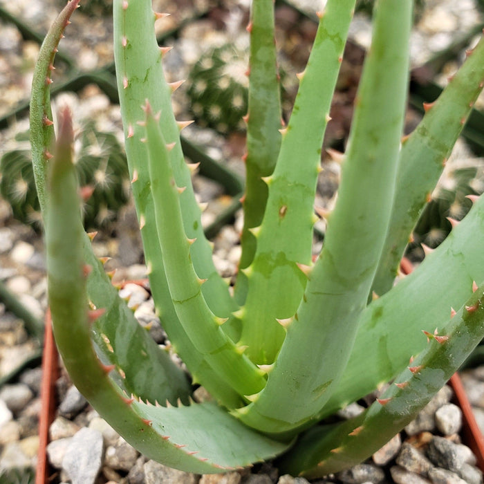 Close-up of Aloe Blue Elf succulent with long pointed leaves and pinkish thorns, set in gravel with orange flowers and blurred plants.