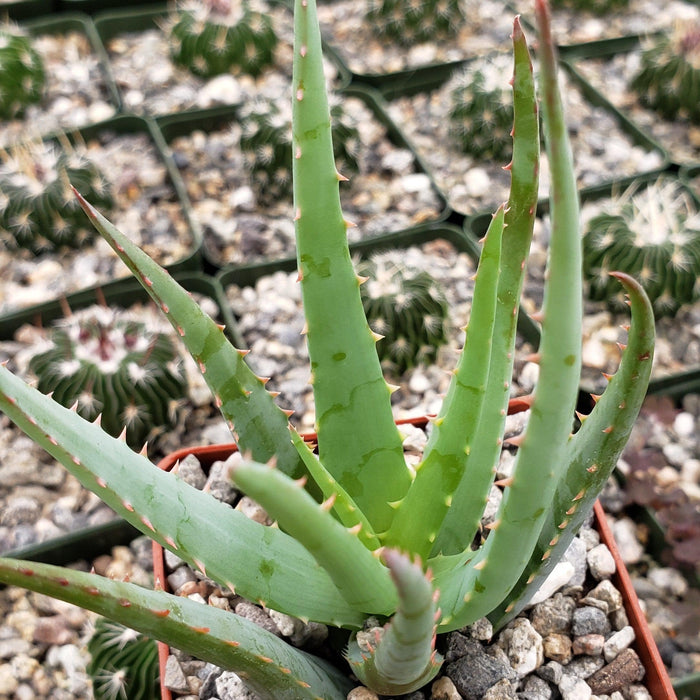 Close-up of Aloe Blue Elf succulent with spiky green leaves in a pot with small stones, blurred cacti, and orange flowers in background.