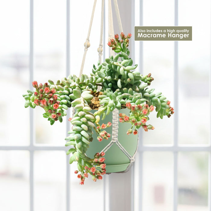 Front view of Burro’s Tail Succulent showcasing trailing stems and rounded leaves in a hanging pot against a bright window