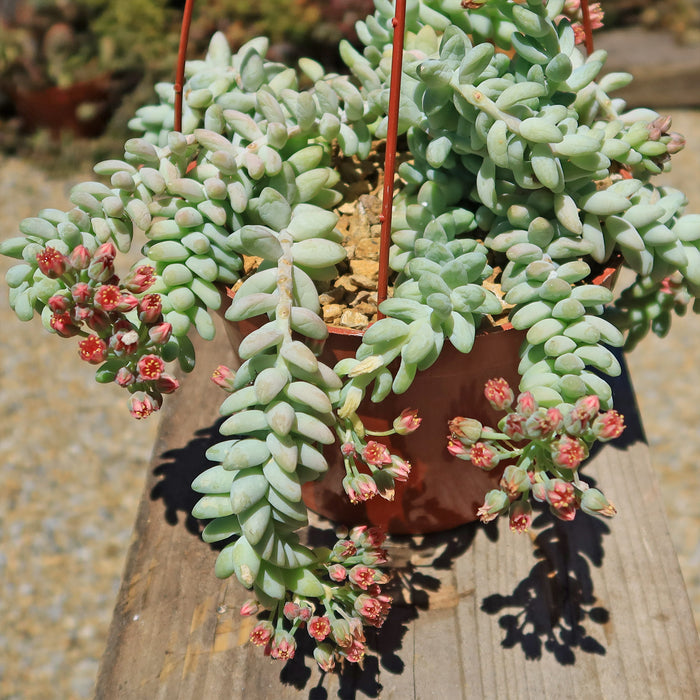 Burro’s Tail Succulent with plump green leaves and pink flowers trails on wood, casting soft shadows in bright sunlight.