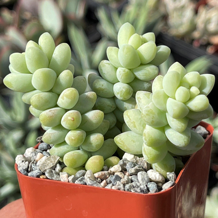 Close-up of Burro’s Tail succulent with pale green leaves in a reddish-brown square pot filled with pebbles, other succulents blurred behind.