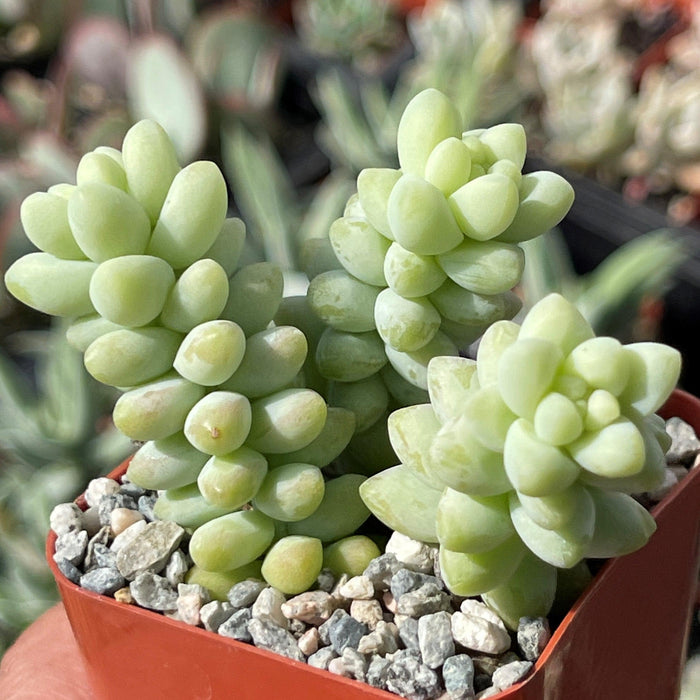 Close-up of a Burro’s Tail succulent with plump, light green bead-like leaves in a square brown pot, surrounded by pebbles.