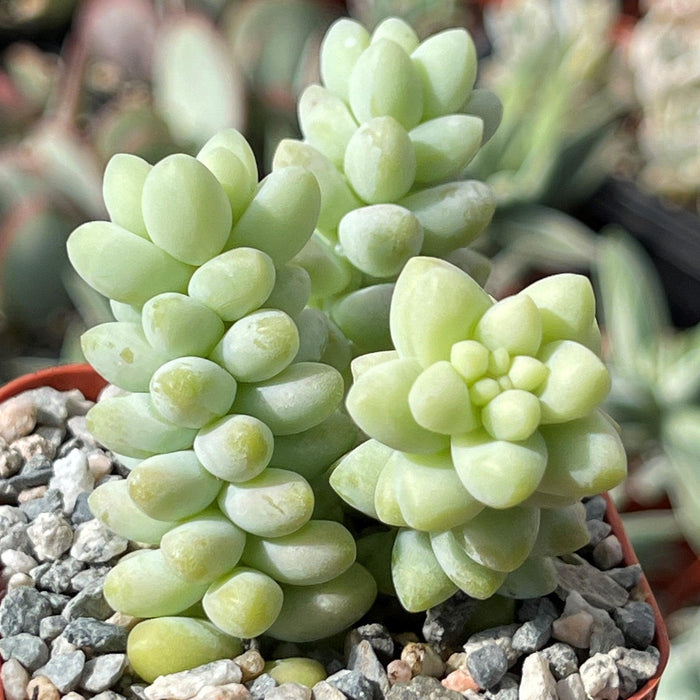 Close-up of Burro’s Tail Succulent with plump, pale green leaves in tight rosettes. The potted plant sits in pebbles.