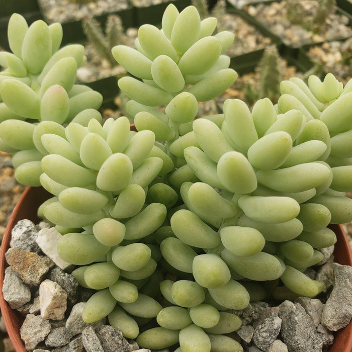 Close-up of Burro’s Tail Succulent with plump, light green leaves trailing from a pot with rocks; blurred succulents in background.