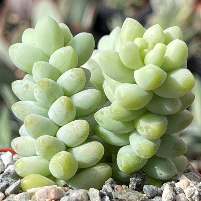 Close-up of two Burro’s Tail (Sedum morganianum ‘Burrito’) succulents with plump pale green leaves in a rock-filled pot.