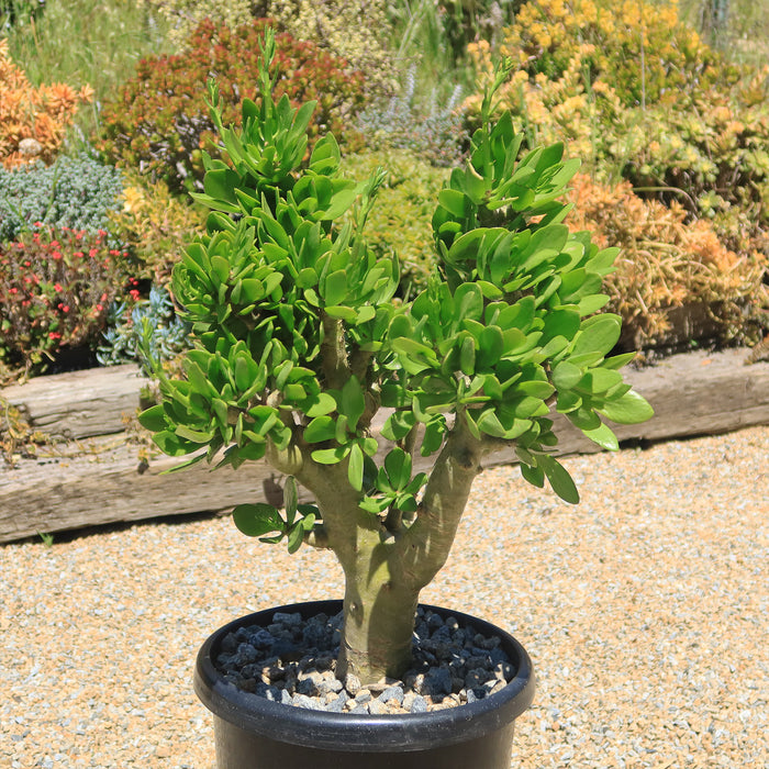 Butter Tree (Tylecodon paniculatus) with thick, green leaves in a black pot with gravel, outdoors among colorful garden plants.
