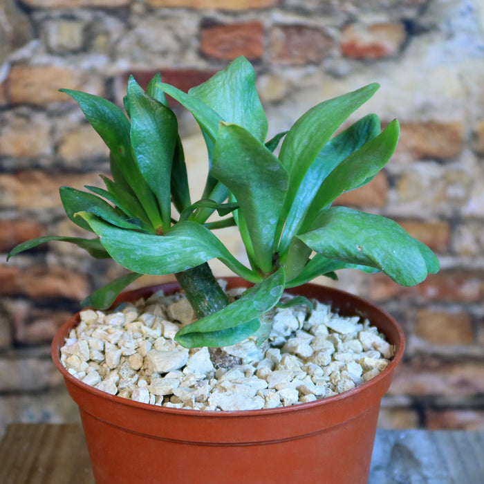 Butter Tree (Tylecodon paniculatus) succulent with thick green leaves in a small brown plastic pot filled with pebbles, brick wall behind.