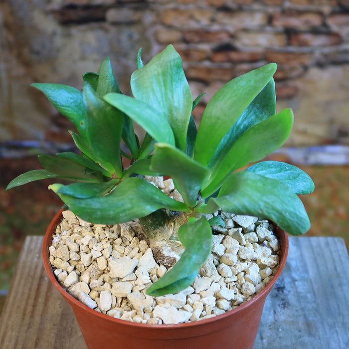 A potted Butter Tree (Tylecodon paniculatus) succulent with thick glossy green leaves in light gravel on wood, stone wall behind.