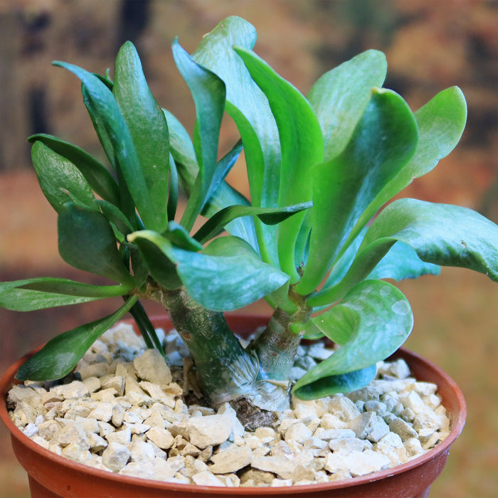 Butter Tree (Tylecodon paniculatus) with thick green leaves on twin stems in white gravel, shown in a small brown pot.