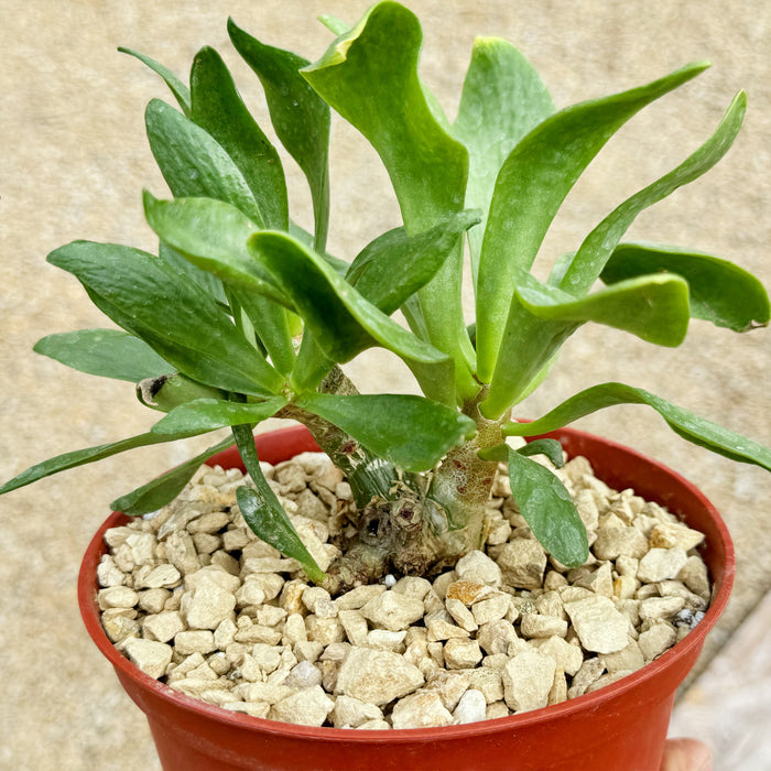 The Butter Tree (Tylecodon paniculatus), a green succulent with thick leaves, in a red pot with gravel on a beige background.