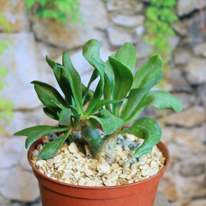 The Butter Tree (Tylecodon paniculatus), a green succulent, in a small brown pot with gravel, sits before a blurred stone wall.