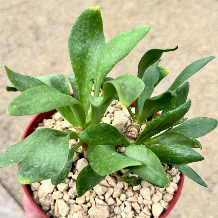 Butter Tree (Tylecodon paniculatus) succulent with thick oval leaves in a red pot with light gravel, set against a beige background.