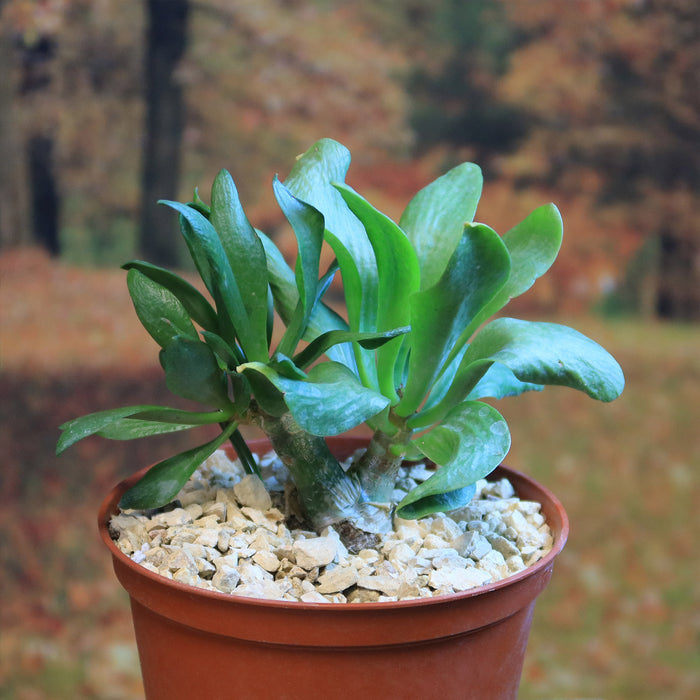 6" Pot