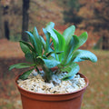 6" Pot