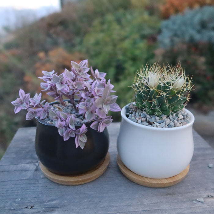 Front view of ceramic flower pots showcasing black and white finishes with bamboo trays and small plants on a wooden surface