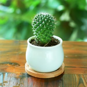 Ceramic flower pot with drainage hole and bamboo tray, ideal for cacti, adds a modern touch while promoting healthy plant growth.
