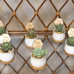 Front view of ceramic flower pots with drainage and bamboo trays showcasing small cacti and succulents with a lattice backdrop