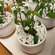 Ceramic flower pot with drainage and bamboo tray, holding a green plant and white stones; similar indoor pots are in the background.