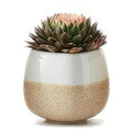Front view of Ceramic Succulent Planter with Flowing Glaze showcasing white and speckled beige finish on a white background