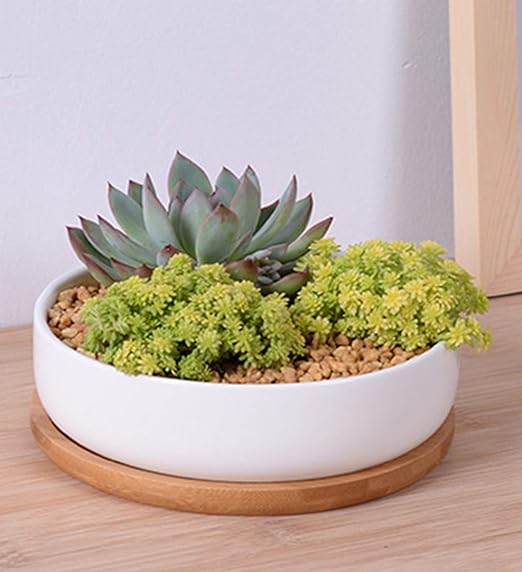 Front view of circular succulent and cactus planter showcasing white ceramic bowl and bamboo drainage tray on a tabletop