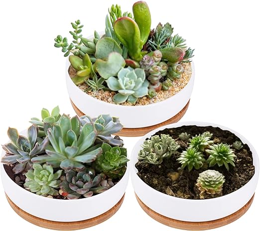 White circular ceramic succulent and cactus planter with a bamboo drainage tray, ideal for stylishly displaying your green plants.