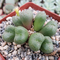 Top view of Conophytum uviforme showcasing rounded green living pebble leaves and a yellow flower in a gravel-filled pot