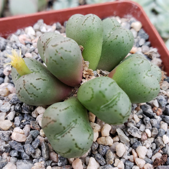 Close-up of Conophytum uviforme succulent with rounded, marked leaves and a yellow flower, growing in a pebble-filled pot.