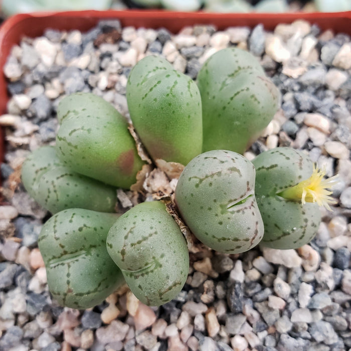 Green, pebble-shaped Conophytum uviforme succulents with speckles in a gravel pot, featuring a small yellow flower on one lobe.